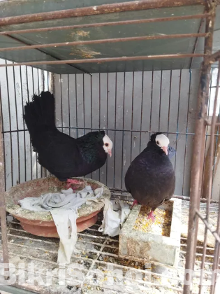 পায়রা বিক্রি